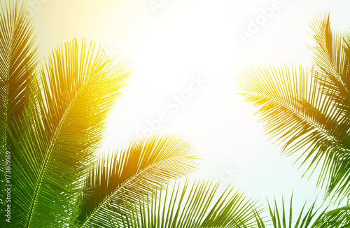 coconut palm tree in vintage style