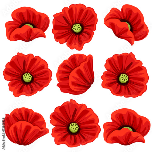 Poppy flowers icons set. Vector isolated botanical symbols of blooming red poppies blossoms. Floral bouquets or springtime flourish flowery bunches design for decor or holiday greetings template.