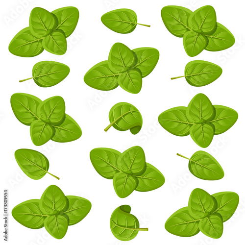 Oregano set vector drawing. Isolated Oregano plant with leaves. Herbal engraved style illustration. Detailed organic product sketch. Cooking spicy ingredient Web site page and mobile app design