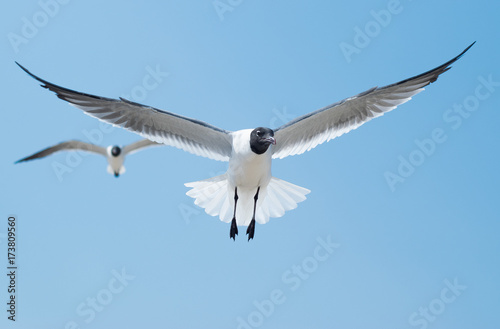 Laughing Gull