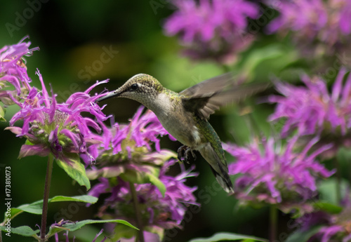 Hummingbird
