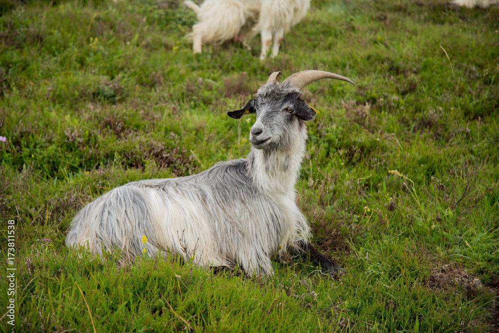 Obraz premium Chèvre montagne Pyrénées France