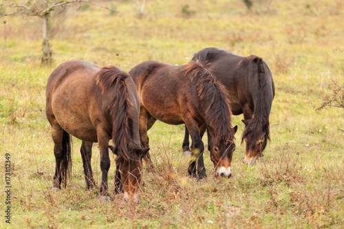 The  beautiful horses are grazing on the meadow. Exmoor pony  wild horses on a meadow in the fall.