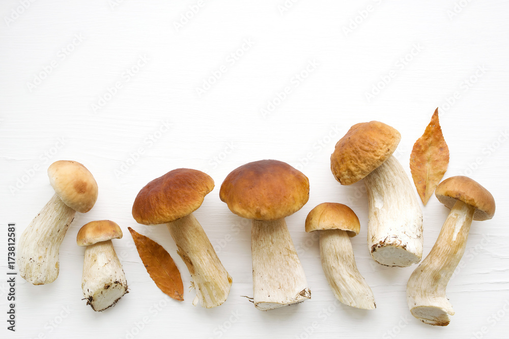 Fototapeta premium Forest cepes on a white surface of a table, close up. Autumn fresh boletus mushrooms.