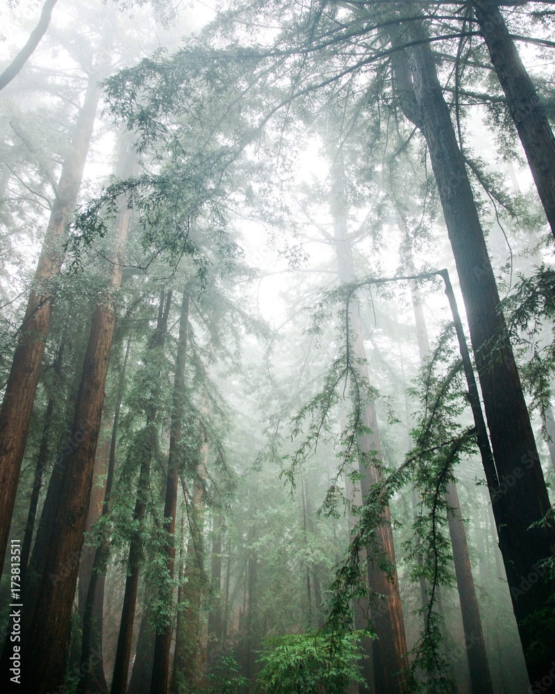 Fototapeta premium Winter Redwoods