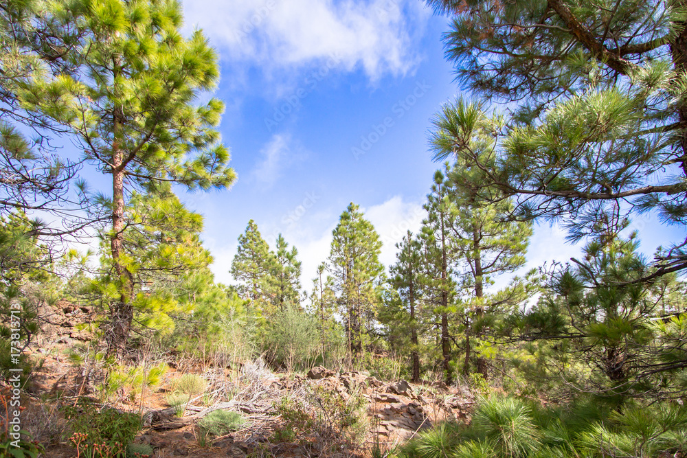 Canarian pines