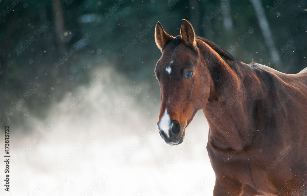 Obraz premium Bay ogier z lasem śniegu na tle