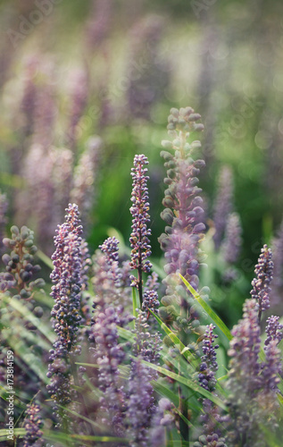 Liriope flowers in  garden photo