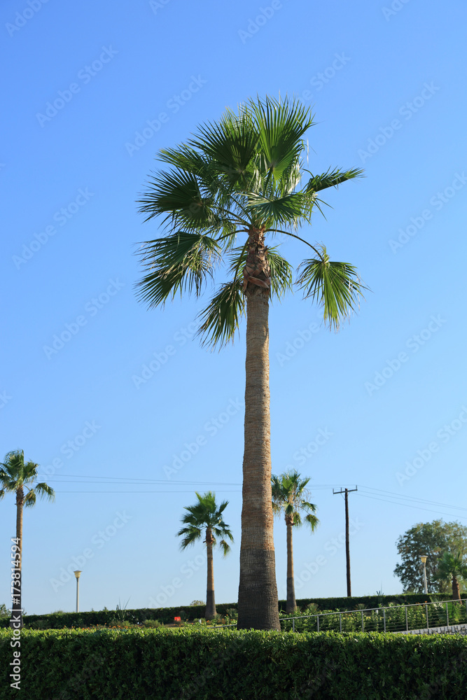 Piękna ogromna palma na tle błękitnego nieba w Grecji. - obrazy, fototapety, plakaty 
