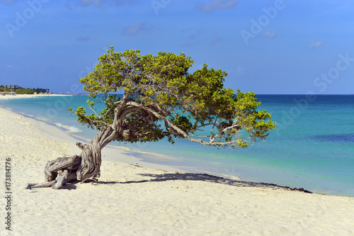 Εκτύπωση καμβά Aruba Divi Divi Tree