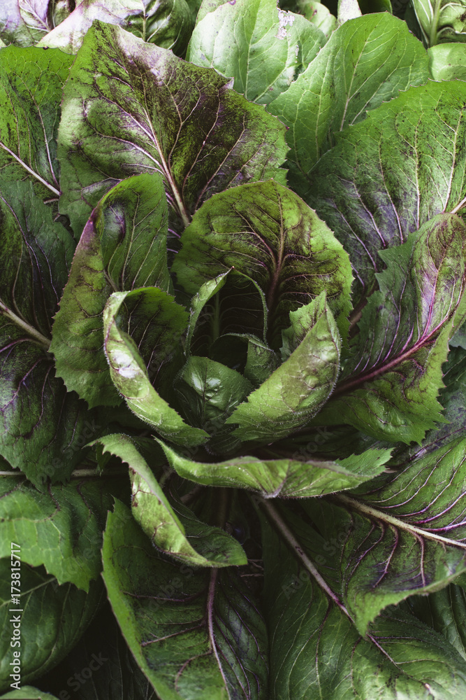 Close up of Radicchio Close up of Radicchio