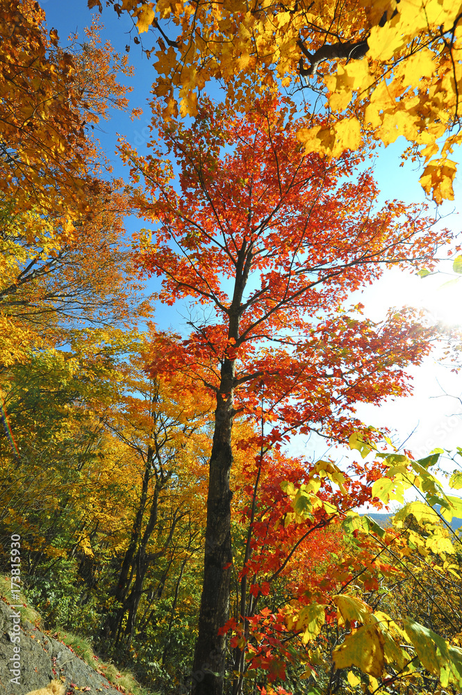 Autumn Leaves on a Maple Tree in Vermont