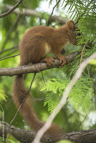 European red squirrel on the tree