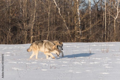 Grey Wolves  Canis lupus  Stalk Close Together