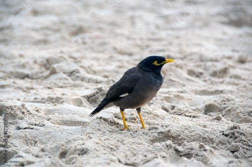 A small black bird with a yellow beak on a sandy beach