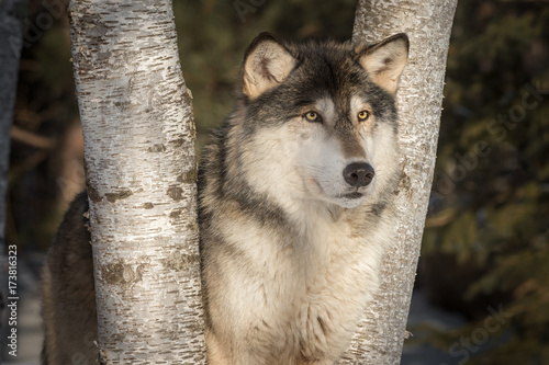 Grey Wolf (Canis lupus) Looks Out Between Trees