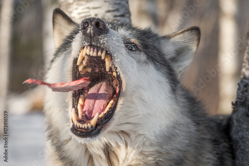 Grey Wolf (Canis lupus) Catches Piece of Meat