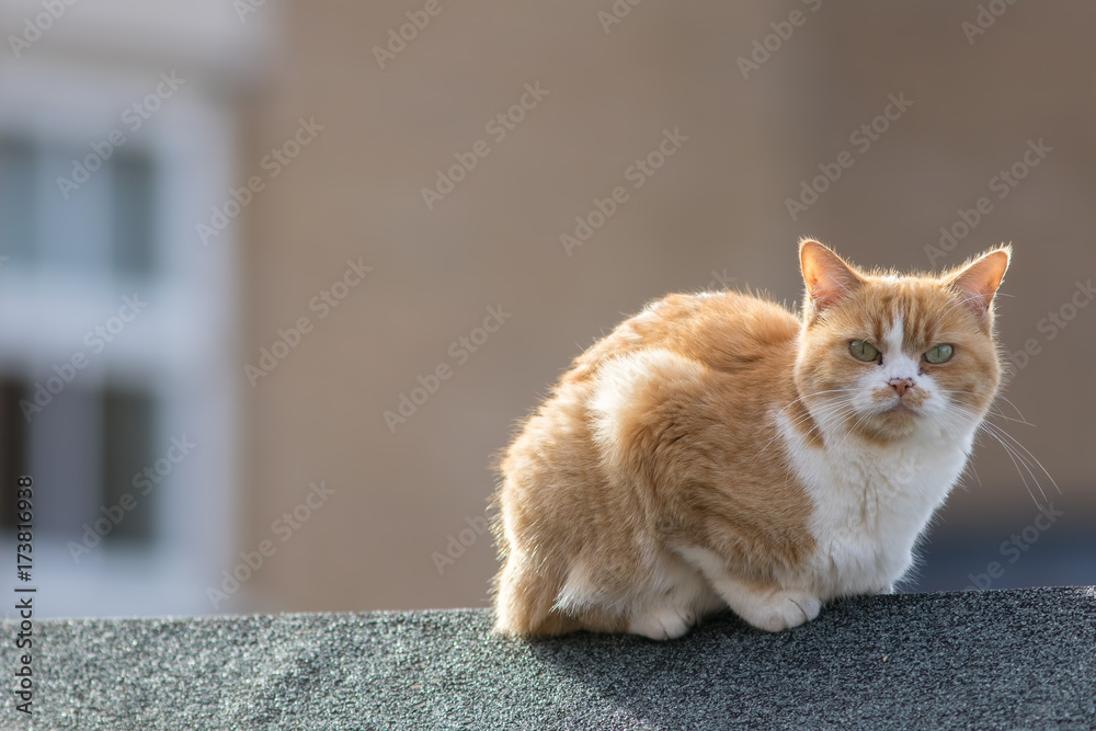 Neighborhood cat. Rough angry, ginger tom cat sitting outside on a town garden shed roof. Neighborhood cat. Rough angry, ginger tom cat sitting outside on a town garden shed roof.