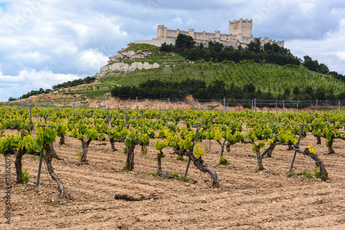Vineyard with Castle of Penafiel as background, Valladolid Province, Spain photo
