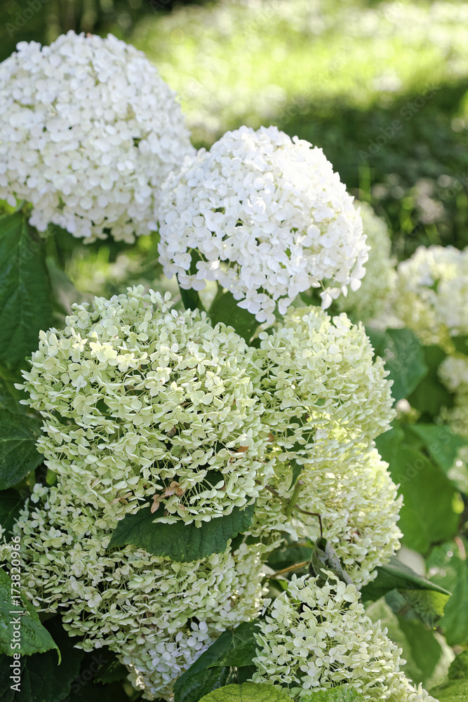 Close up of white hydrangea flowers. Romantic floral background Close up of white hydrangea flowers. Romantic floral background