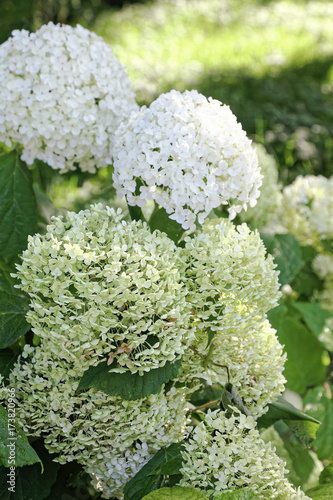 Close up of white hydrangea flowers. Romantic floral background