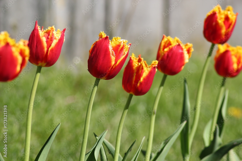 Flower tulips background. Beautiful view of red with yellow tulips under sunlight landscape at the middle of spring or summer. Flower tulips background. Beautiful view of red with yellow tulips under sunlight landscape at the middle of spring or summer.