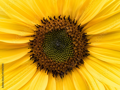 Giant Sunflower photo