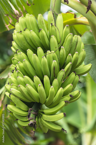 Bunch of bananas, exotic fruits on the banana tree in French Polynesia
