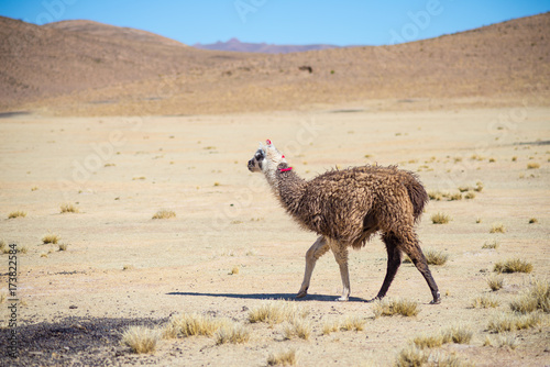 One single llama on the Andean highland in Bolivia. Adult animal galloping in desert land. Side view. © fabio lamanna