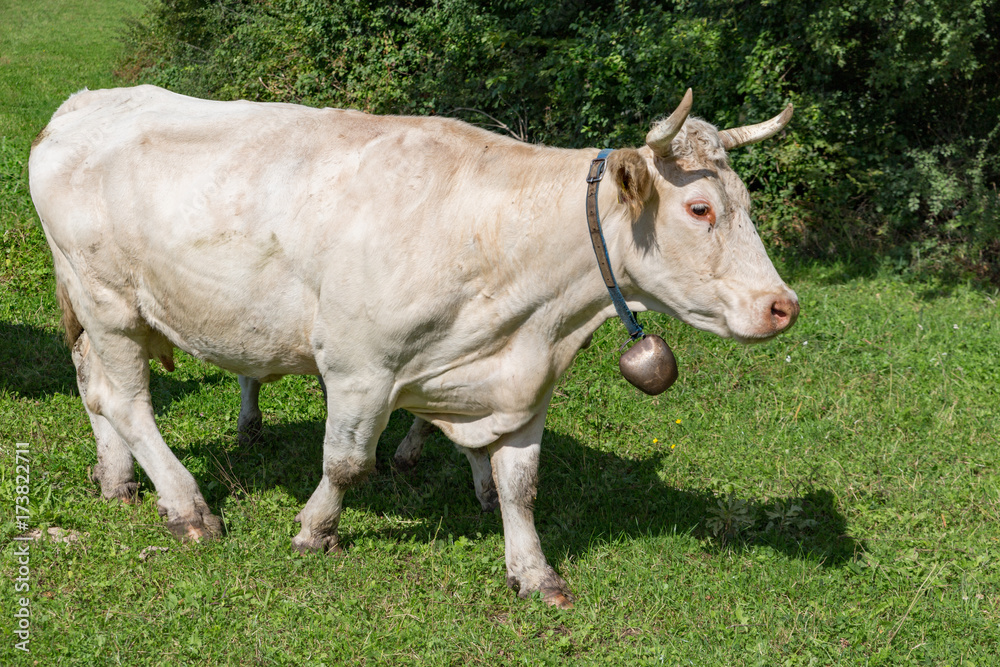charolais cow with bell on pasture