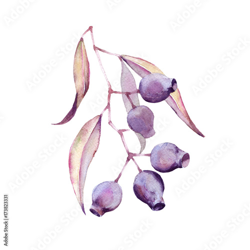 Branches of gum with nuts. Isolated on white background.