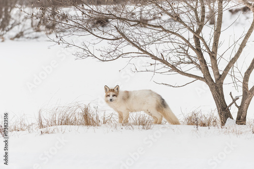 Red Marble Fox (Vulpes vulpes) Stands Under Tree