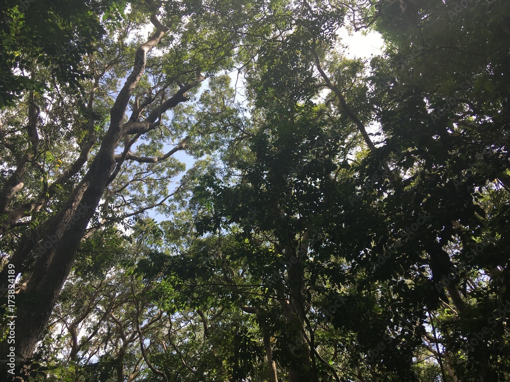 Fototapeta premium Forests on a Summer Day