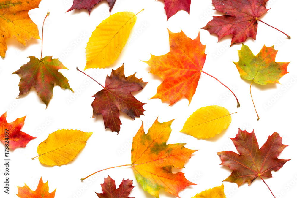 collection of colorful autumn leaves on white background collection of colorful autumn leaves on white background