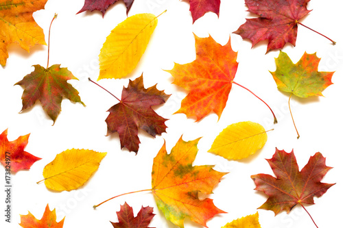 collection of colorful autumn leaves on white background