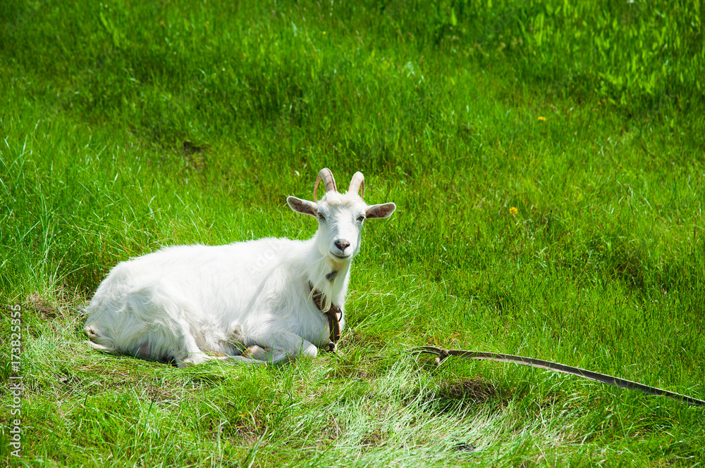 Domestic goats outdoor