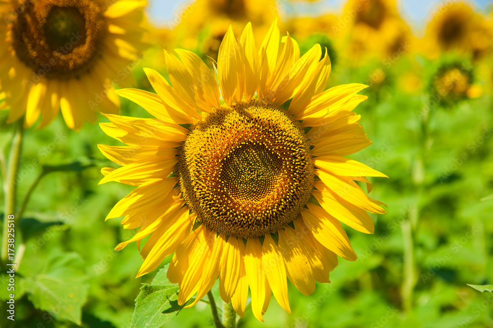 Sunflower field. Summer landscape Sunflower field. Summer landscape