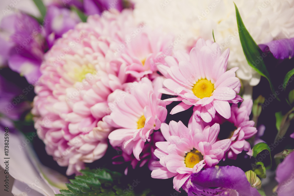 purple and white chrysanthemums and asteria bouquet close-up