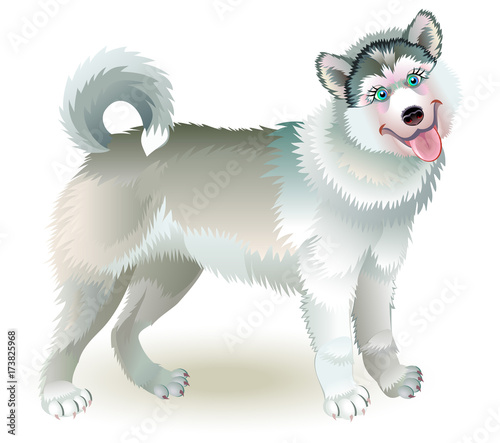Illustration of cute standing husky dog. Vector cartoon image.