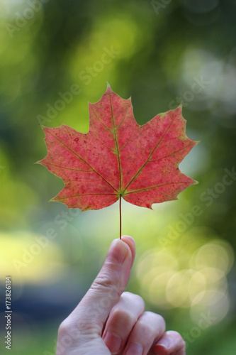 Red maple leaf in a hand