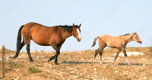 Baby Foal Colt Wild Horse Mustang with his mother in the Pryor Mountains Wild Horse Range on the border of Wyoming and Montana United States