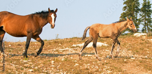 Baby Foal Colt Wild Horse Mustang with his mother in the Pryor Mountains Wild Horse Range on the border of Wyoming and Montana United States