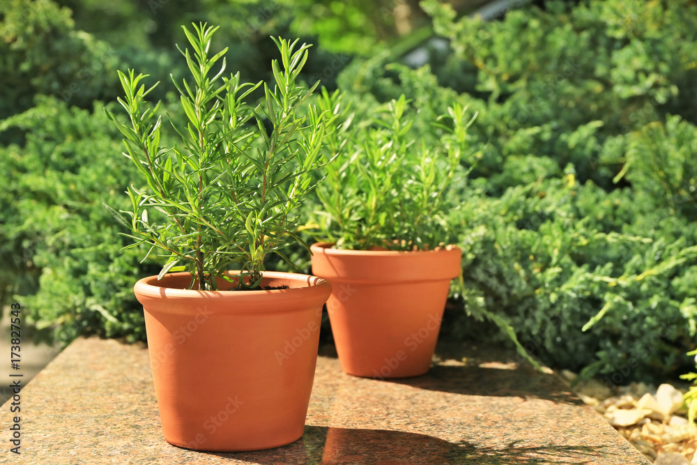 Pots with rosemary in garden