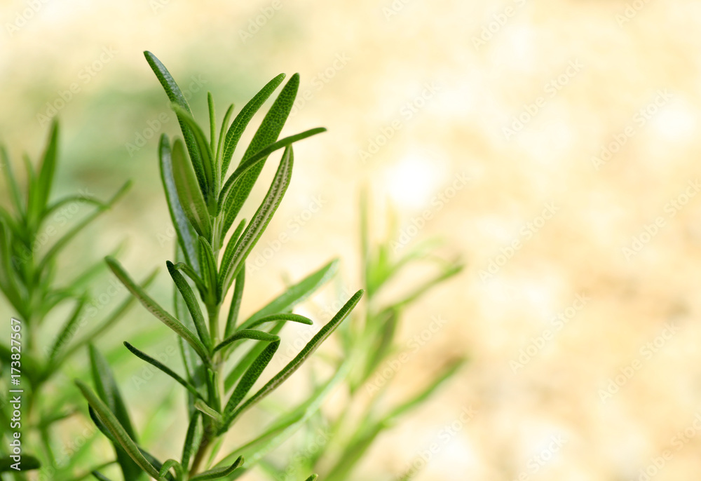 Obraz premium Fresh rosemary on blurred background