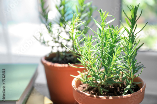 Pot with rosemary on blurred background