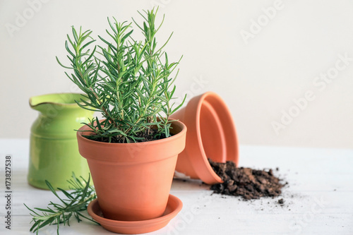 Pot with rosemary on table