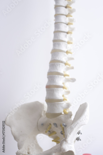 Obraz na płótnie Human spine column vertebra model