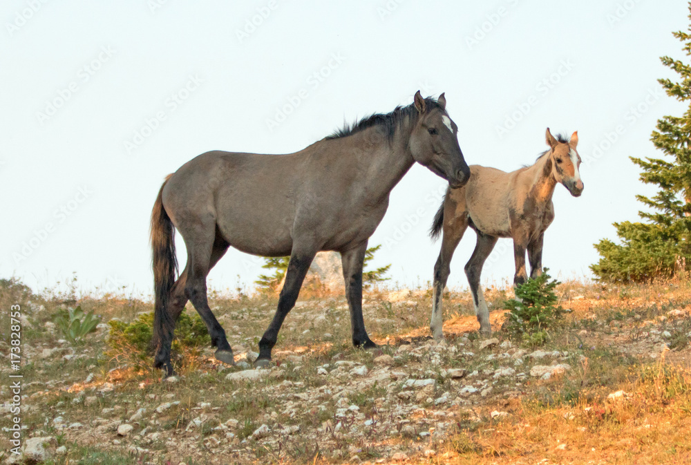 Baby Foal Colt Wild Horse Mustang with his grulla mare mother in the Pryor Mountains Wild Horse Range on the border of Wyoming and Montana United States