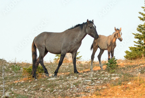 Baby Foal Colt Wild Horse Mustang with his grulla mare mother in the Pryor Mountains Wild Horse Range on the border of Wyoming and Montana United States
