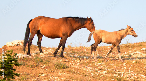Baby Foal Colt Wild Horse Mustang with his bay mare mother in the Pryor Mountains Wild Horse Range on the border of Wyoming and Montana United States